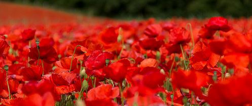 Anzac poppies