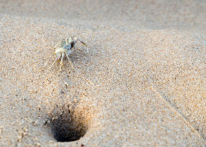 Crab on the beach life in sand